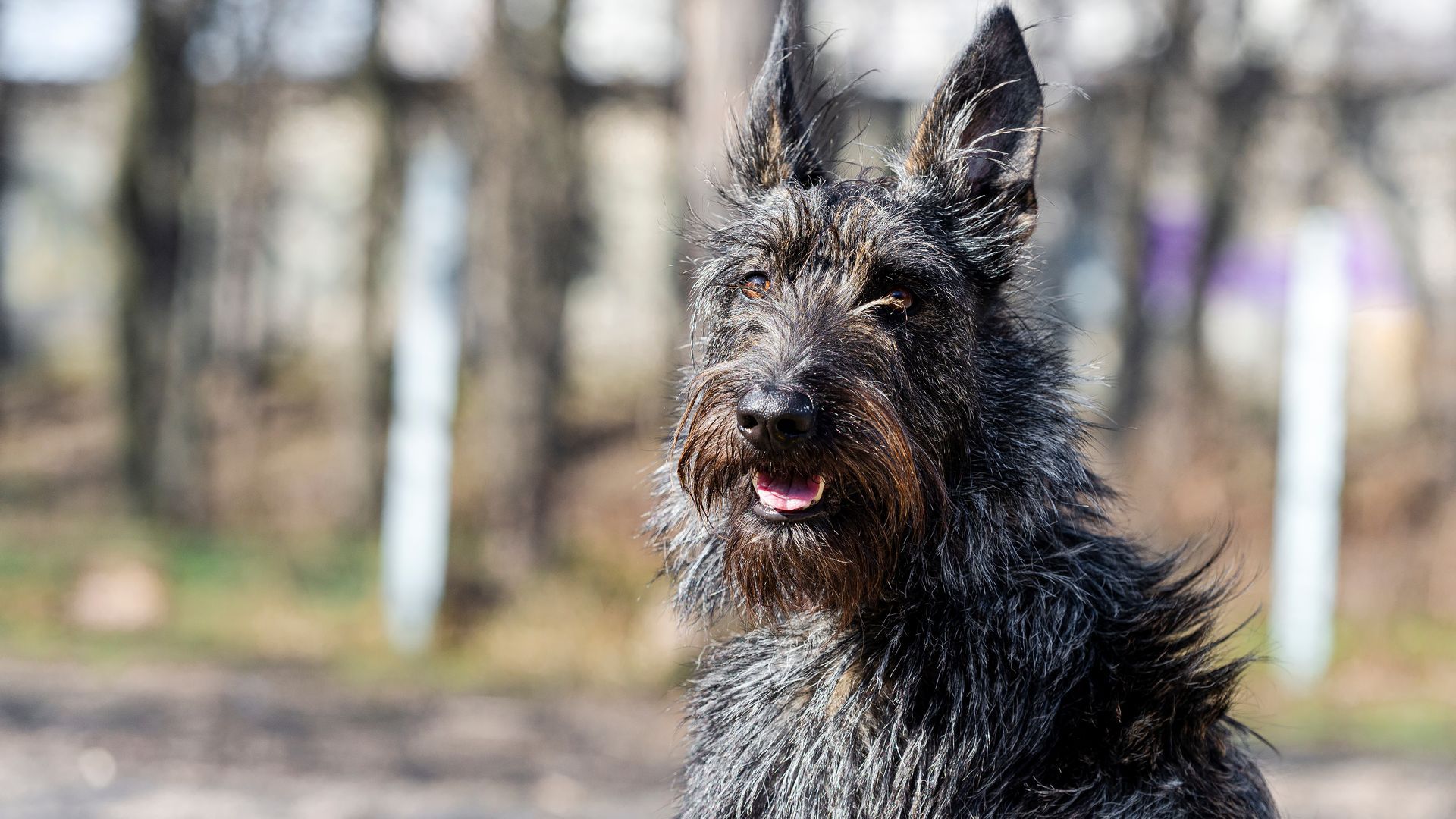 Picardy Sheepdog